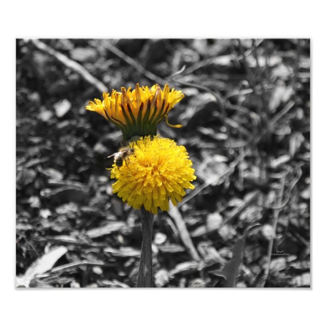 Foto Polinização precoce da Primavera (Frente)