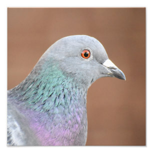 Foto Pombo bonito