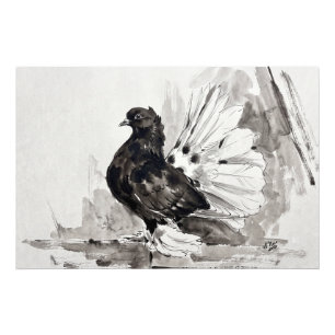 Foto Pombo Fantail Indiano Eyeliner Galinha