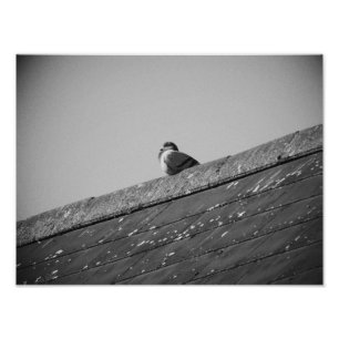 Foto Pombo solitário num telhado