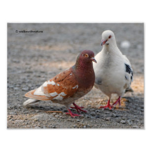 Foto Pombos Lovey Dovey: Cavalheiros Preferem Ruivas