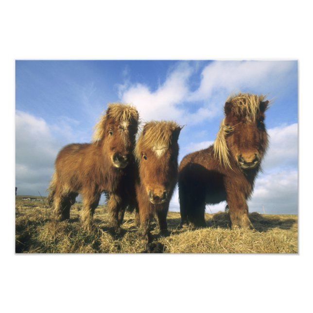 Foto Pônei Shetland, parte continental das Ilhas Shetla (Frente)