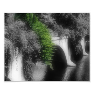 Foto Ponte de Flores Cor Parcial 8x10