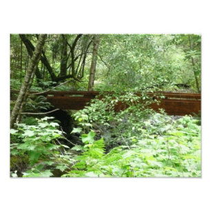 Foto Ponte Muir Woods I