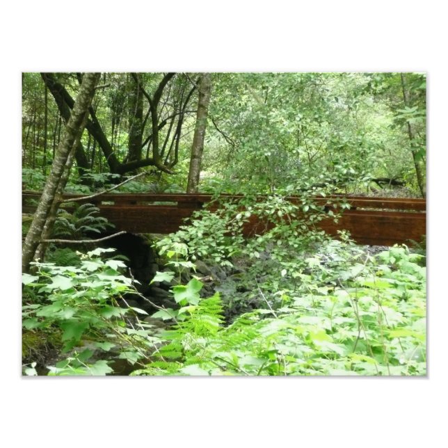 Foto Ponte Muir Woods I (Frente)