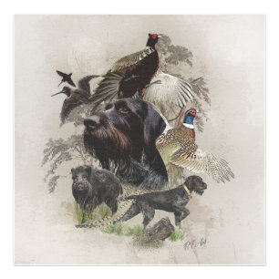 Foto Ponteiro alemão Wirehaired