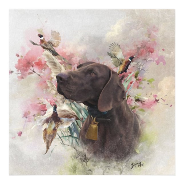 Foto Ponteiro curto alemão (Frente)