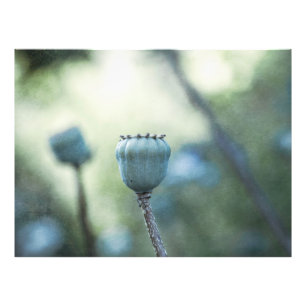 Foto Pontuação de papoila oriental em um jardim escuro