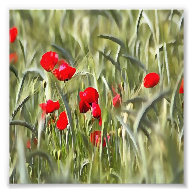 Foto Poppies de Milho (Frente)