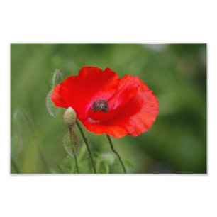 Foto Poppy