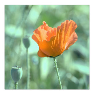 Foto Poppy Flower na Noite de Verão