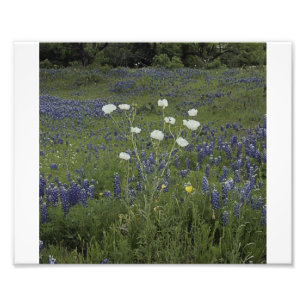 Foto Poppys espinhoso branco