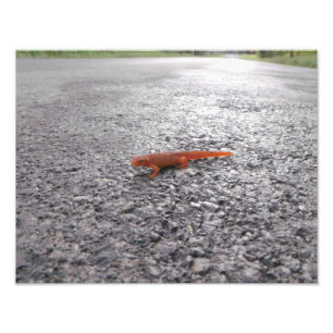 Foto Por que a salamandra atravessou a estrada?
