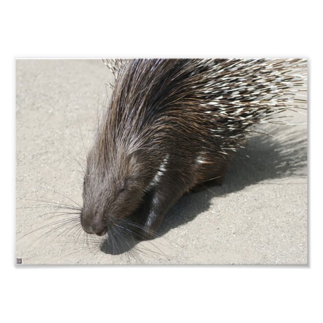 Foto Porcupine Pinto Indiano (Frente)