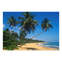Porto Rico, Isla Verde, palmeiras.