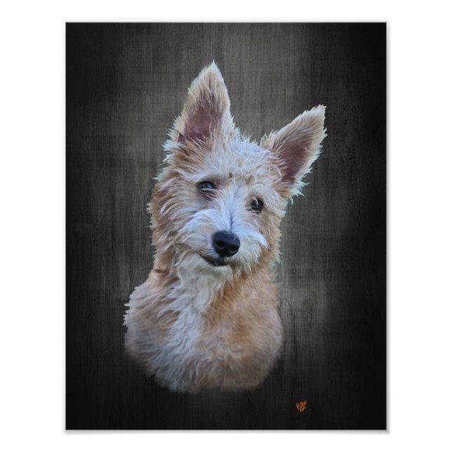 Foto Português Podengo Pequeno (Frente)