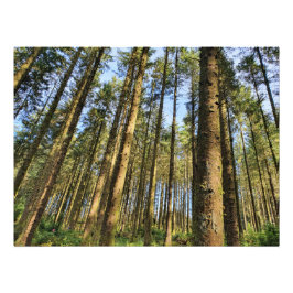 Foto Poster de árvores florestais