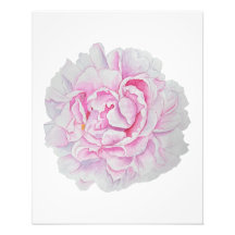 Pôster de Flor de Peônia Rosa em Aquarela