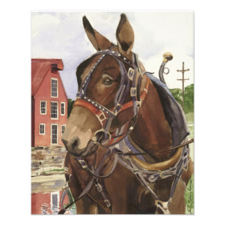 Foto Poster de fotografia, mula