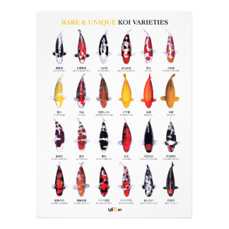 Foto Pôster de Variedades Raras e Únicas de Koi