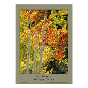 Foto Poster do Mt. Charleston NV Autumn Aspen 20"x28"