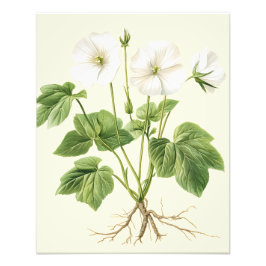 Foto Pôster Floral Vintage Botânico Malvaísco