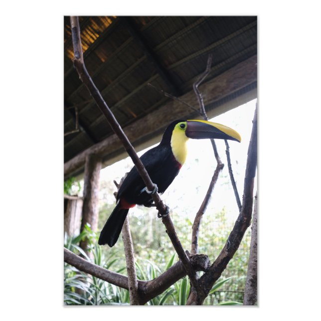 Foto Posto de Toucan (Frente)