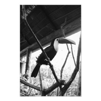 Foto Posto de Toucan (B&W)