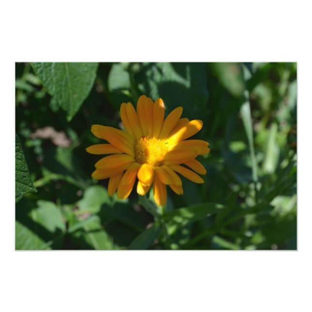 Foto Pote Laranja Marigold Flor Personalizado (Frente)