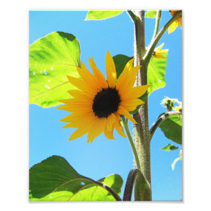 Foto Pouco girassol amarelo 8x10