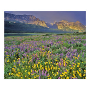 Foto Prado de flores silvestres no Many glacier