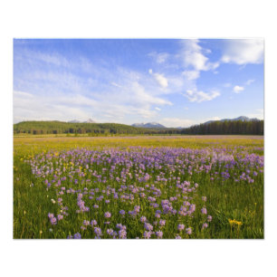 Foto Prado de flores silvestres penstemon no 2