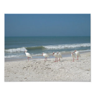 Foto Praia Ibis