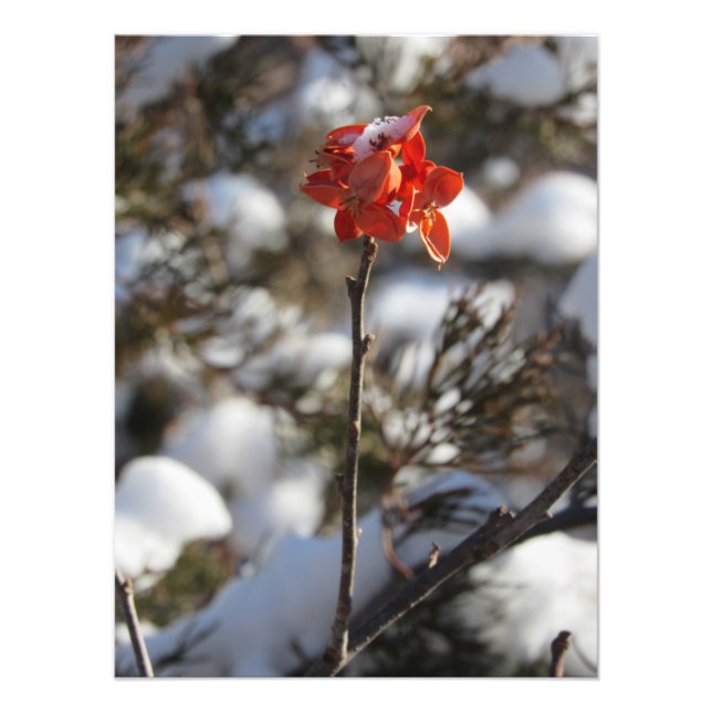 Foto Prairie Blossom (Frente)