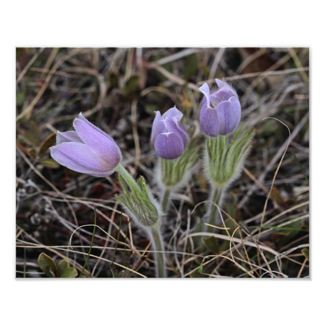 Foto Prairie Crocus (Frente)