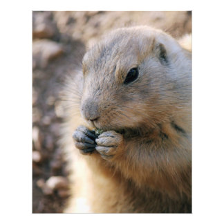 Foto Prairie Dog