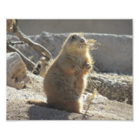 Prairie Dog Photo Impressão