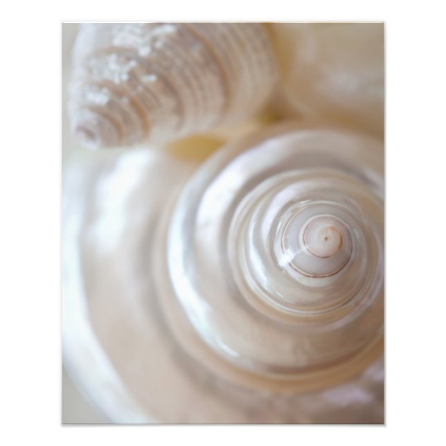 Foto Prateleiras Tropicais de Prados Costeiros Brancos (Frente)