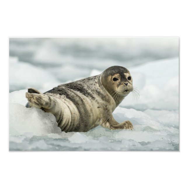 Foto Precioso Baby Seal (Frente)