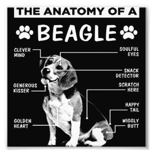 Foto Presente no cão da Anatomia Beagle Decoração De