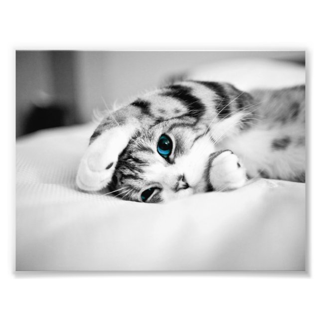 Foto preta e branca de um gato (Frente)