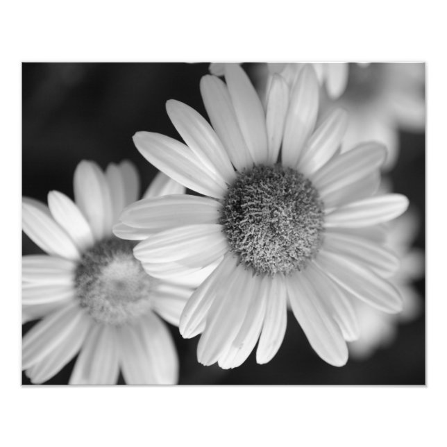 Foto preta e branca de uma flor (Frente)