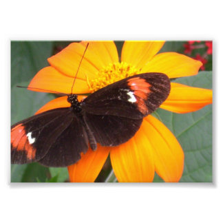 Foto preto e laranja