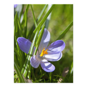 Foto Primavera