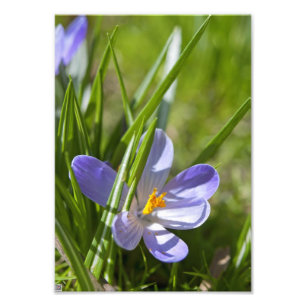 Foto Primavera