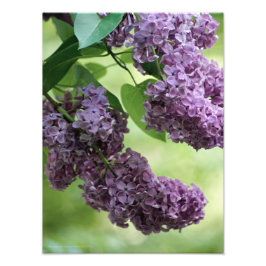 Foto Primavera adorável