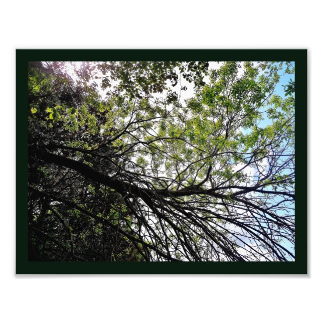 Foto Primavera Bloom (Frente)