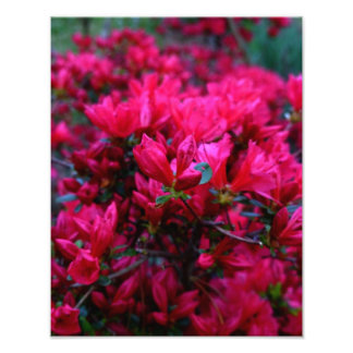 Foto "Primavera Boom" (Foto Impressão)