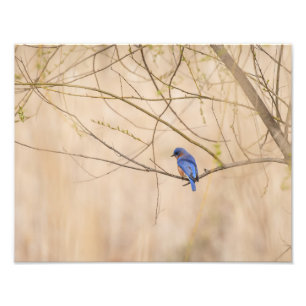 Foto Primavera de Bluebird