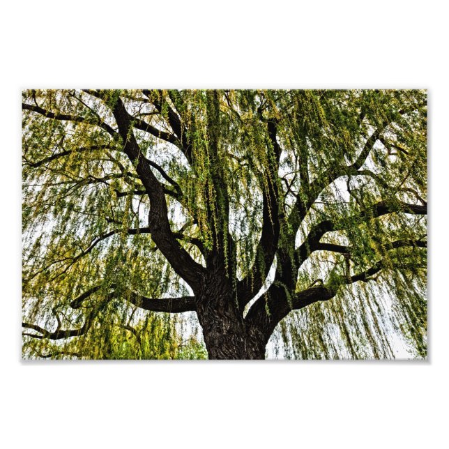 Foto primavera espera silenciada (Frente)